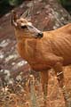 zion np - mule deer 021